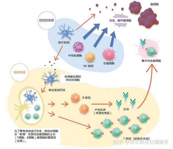 免疫治疗有两大支柱,一是 强化免疫细胞的攻击力,二是 解除癌细胞对