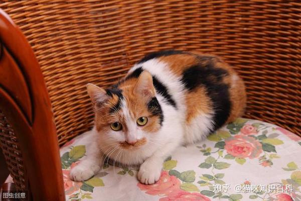 在国外买了猫能带回中国吗