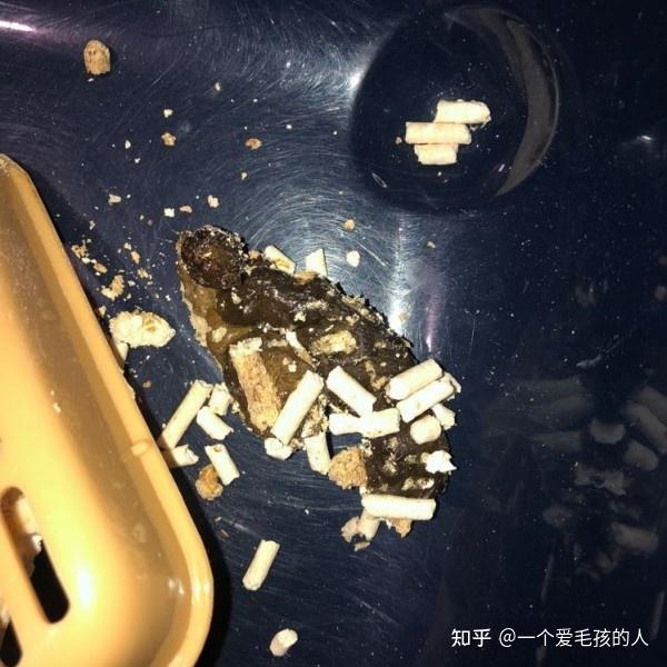 猫咪大便颜色深味道重