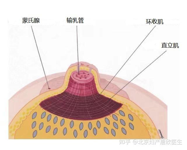 乳头的结构主要包括乳头表面的皮肤,皮肤附属器——蒙氏腺,乳头内部的