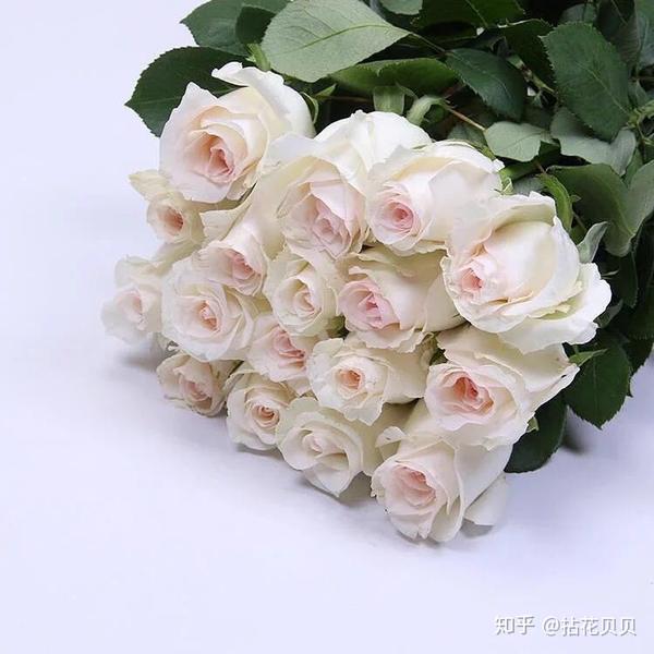 认识花材/常见的白玫瑰品种