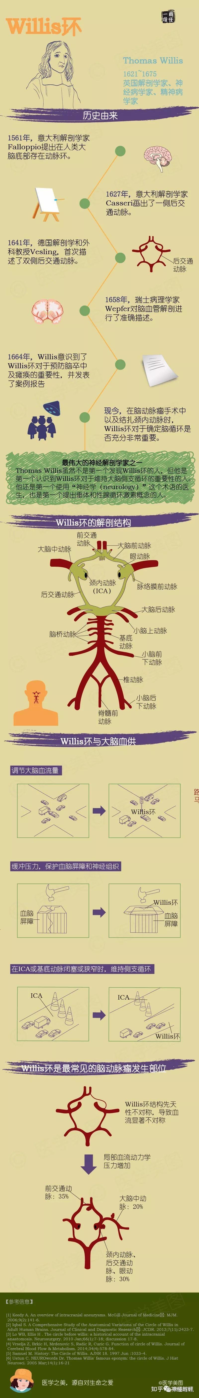 willis环丨超细解剖 超全变异