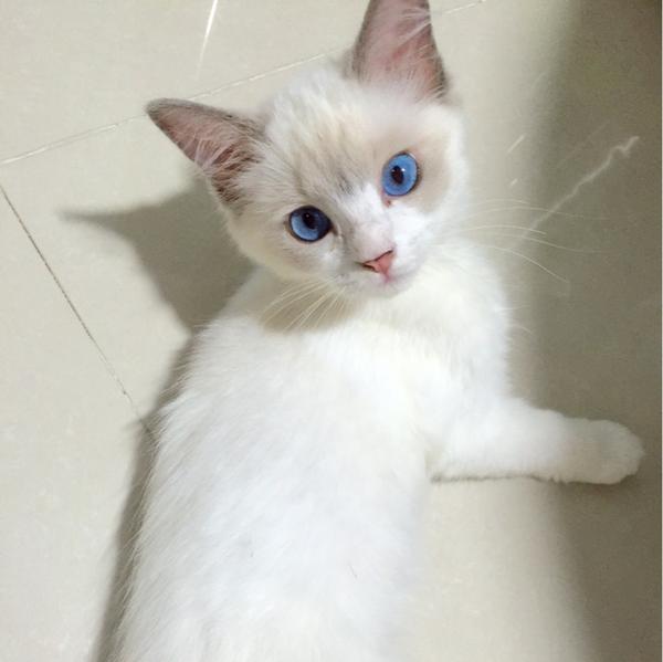 布偶猫真的有尴尬期嘛?