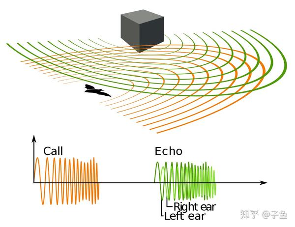 动物的回声定位 [https://en.wikipedia.