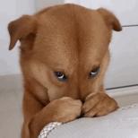表情生活不易猪猪叹气