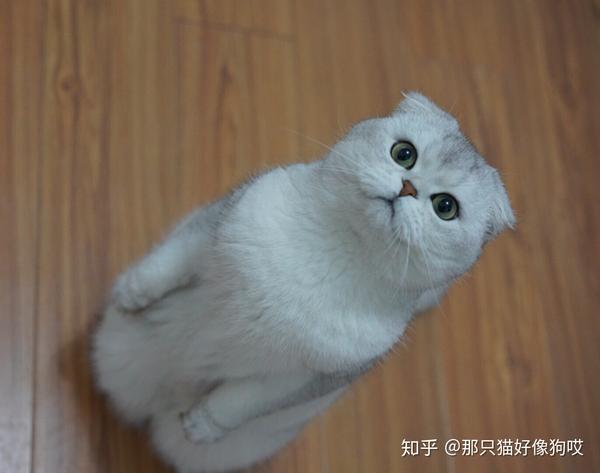 你见过最好看的猫长啥样?