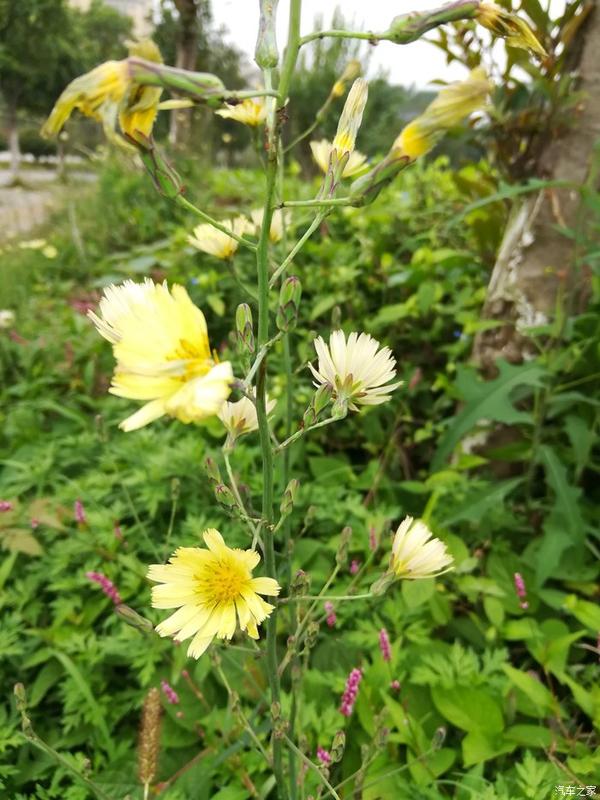 秋天的野花,独自芬芳