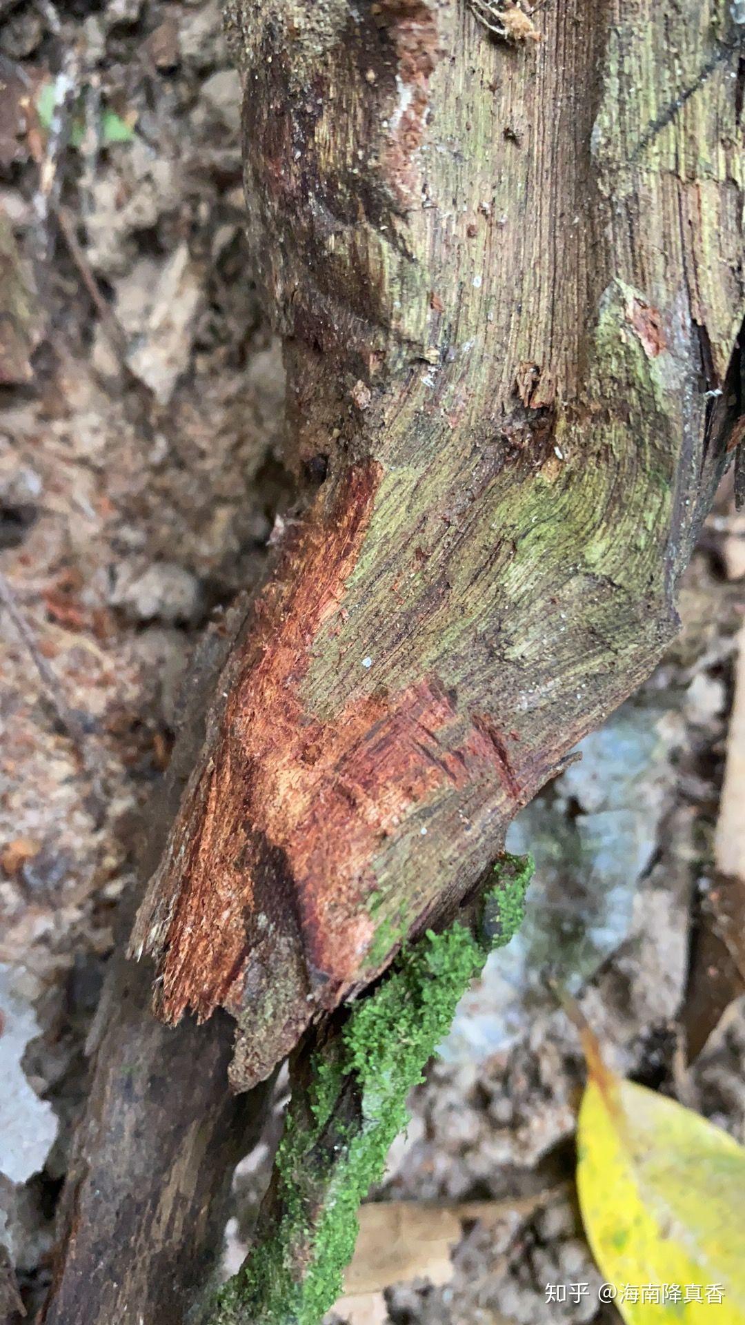 海南大叶降真香香型之一的帝王香料,乃吉钩藤因伤初陈结而成,多为生结