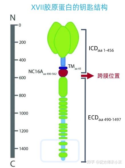 XVII型胶原蛋白COL17及其抗衰护发功效 知乎