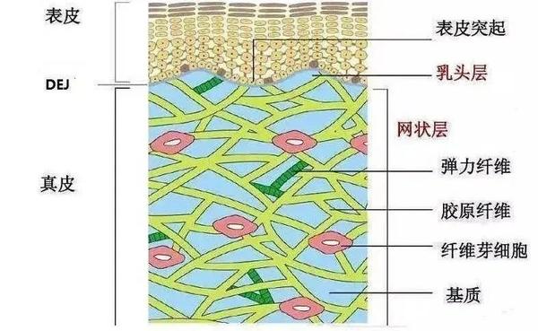 dej位于表皮与真皮之间,是连接处的重要组成结构 使用前后对比图