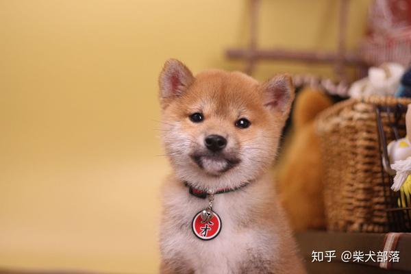 小柴犬怎么看品相?和不纯的怎么区分?