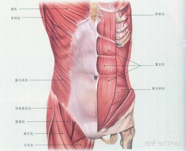 腰部及腹部肌群解剖图