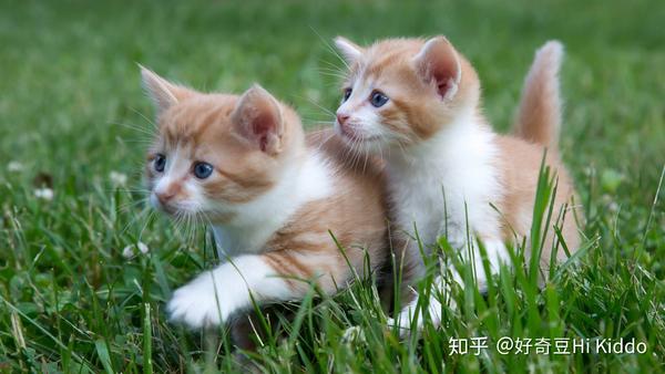 mouse是"老鼠"的意思,mouser 是"能抓老鼠的猫".