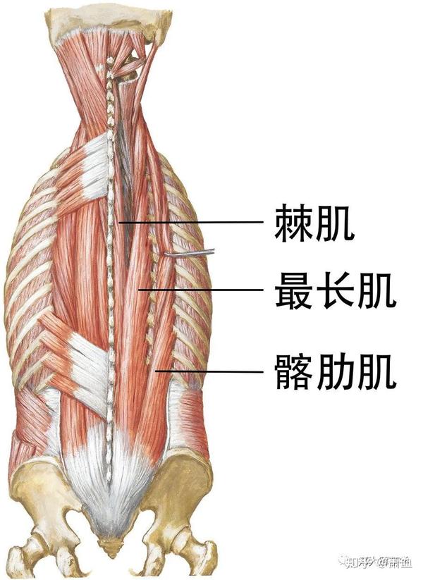 横突棘肌