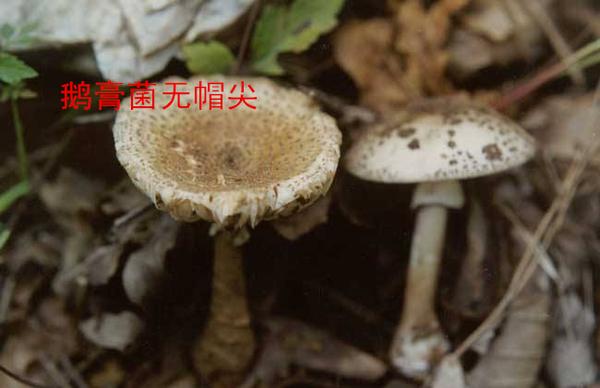 3,鸡枞无菌环;而鹅膏菌的菌柄上部或顶部生有白色或灰白色的菌环.