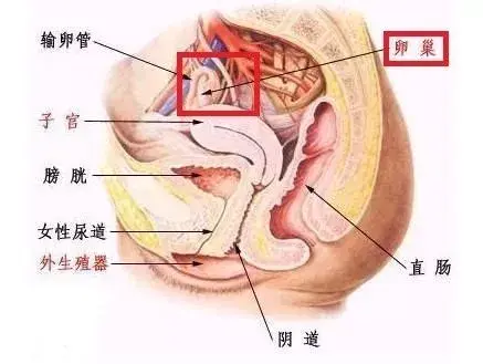 道理也简单,卵巢位于肚脐靠下的双侧髂窝区,就是小腹那里比较深的