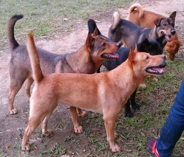 狗chinese native dog最普遍也是最原始的外貌,和澳洲野犬长得很像