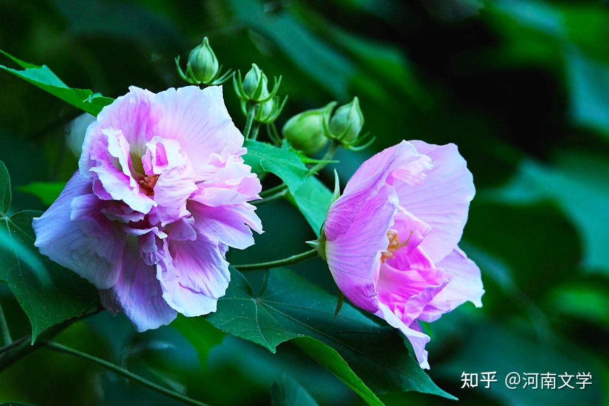 周红:芙蓉独占晚秋风(散文) - 知乎