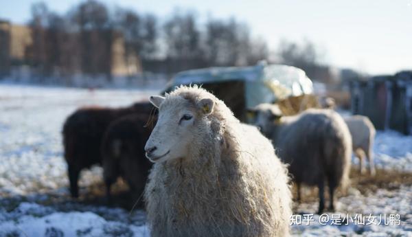科普小知识小羊过冬需要注意哪些通俗易懂建议收藏