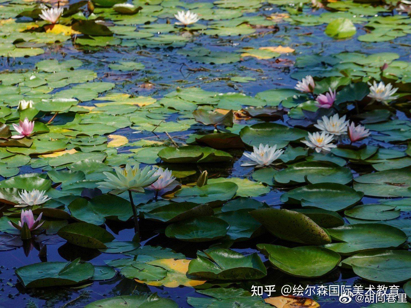 网友晒睡莲照片美得竟然神似莫奈的名画快来欣赏一下吧