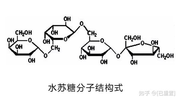 称之为益生菌食粮的益生元水苏糖