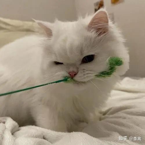 新手养猫需要做哪些准备 知乎