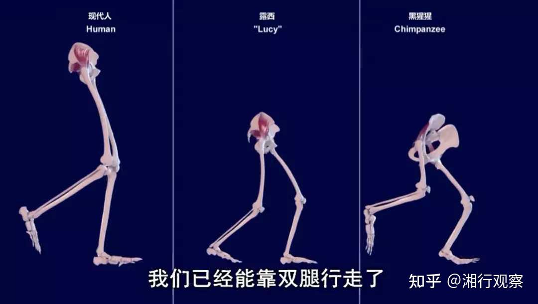 为什么人类女性生育孩子撕心裂肺,而动物却很轻松?