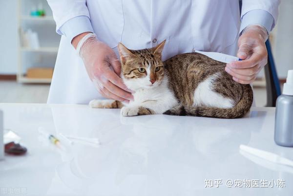 如何确定猫咪是否患有心脏病早期症状有哪些