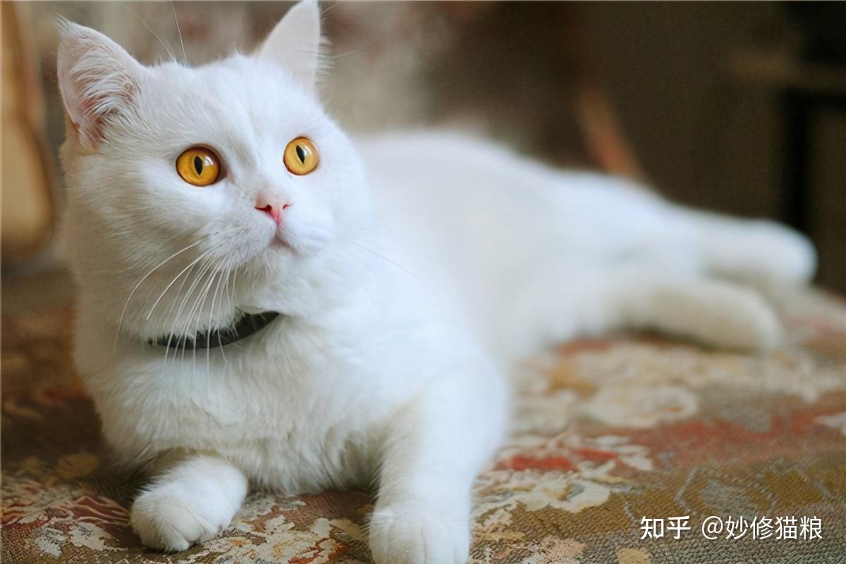 猫咪毛色决定猫咪性格看完后你觉得准吗