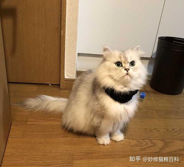 金吉拉猫漂亮美丽为什么养的人这么少