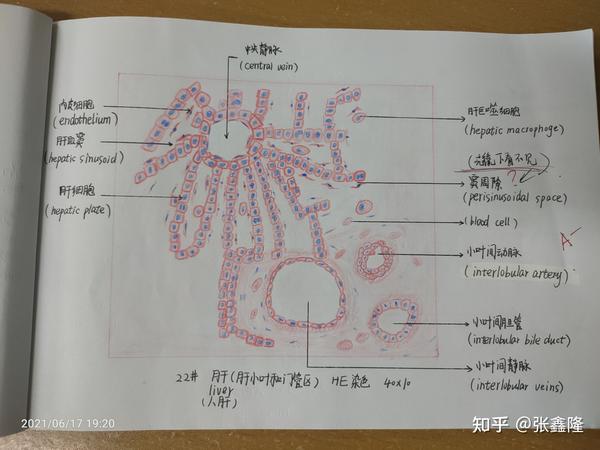 组胚红蓝铅笔绘图31