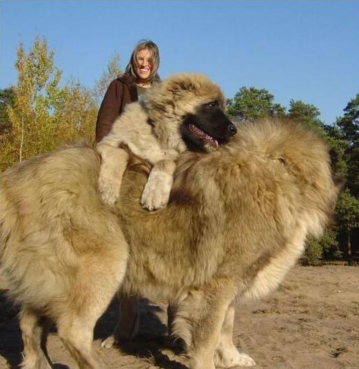 高加索犬是世界上最大的狗,被称为"犬中之王"
