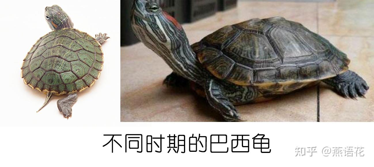 新手养龟教程-选龟篇(1)-巴西脸篇