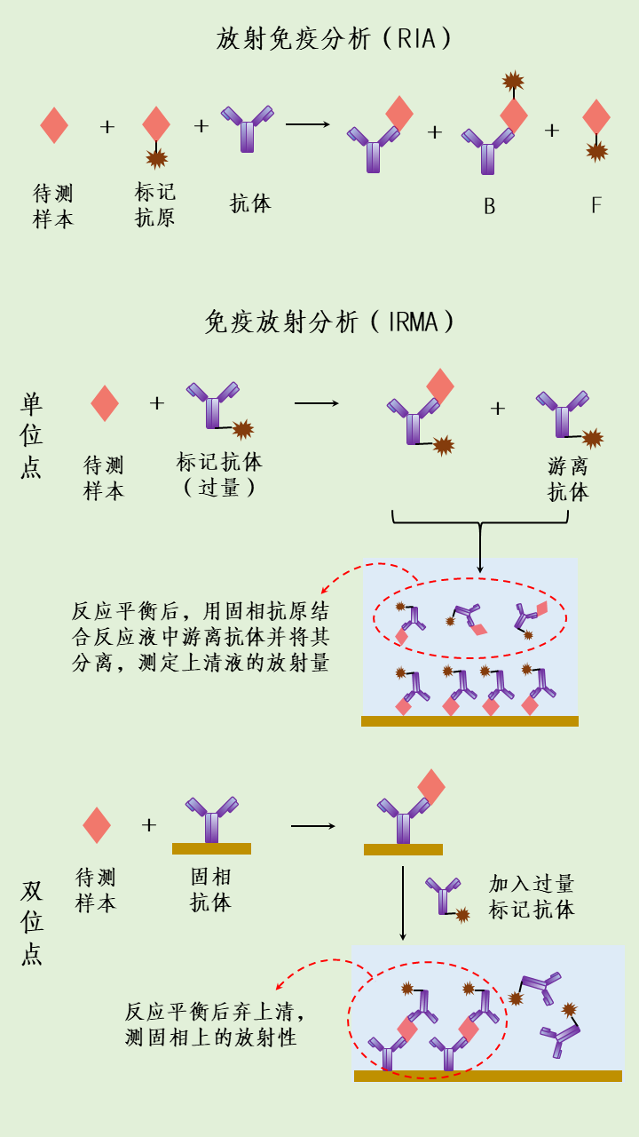 从而定量测定受检标本中的抗原,属竞争性放射免疫技术