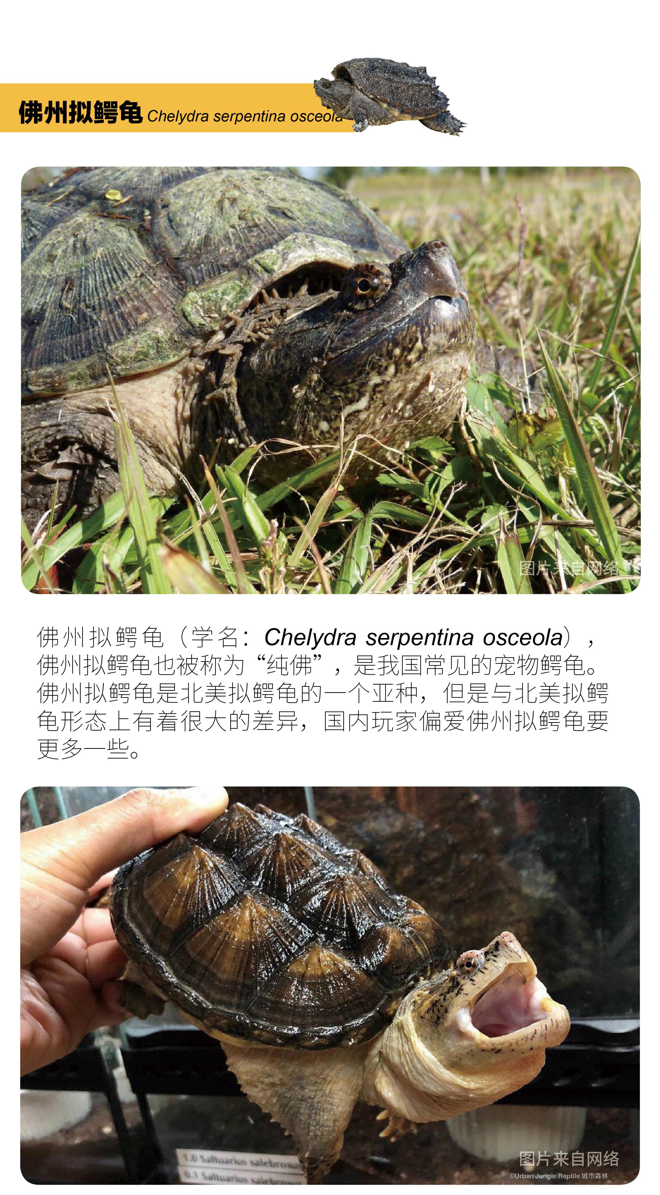 物种小谈┃佛州拟鳄龟