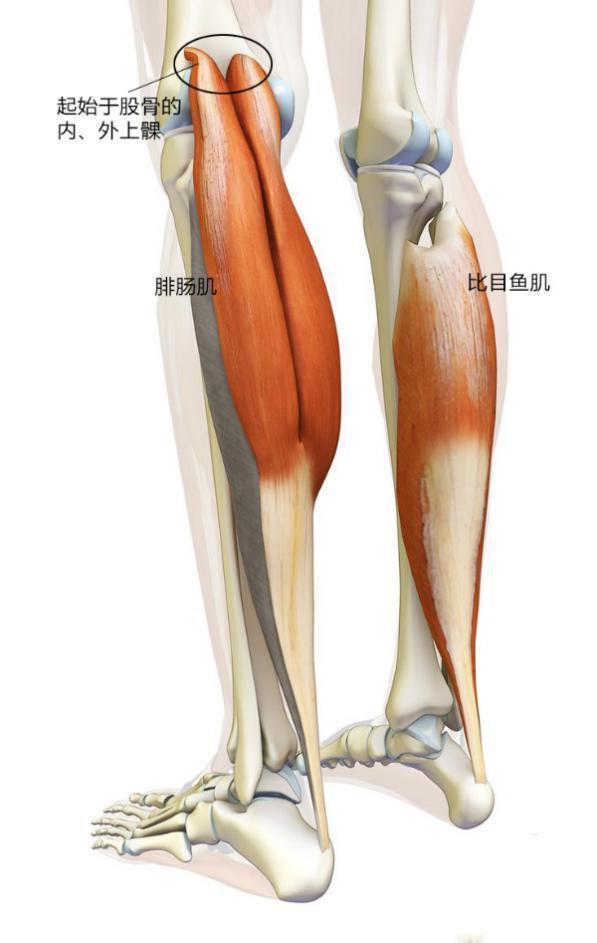 主要附着于近端腓骨和中段胫骨的后侧面,与腓肠肌共同组成小腿三头肌