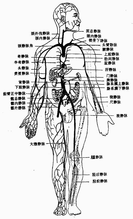 全身静脉系统5.静脉瓣:管径2mm以上的静脉常有瓣膜.