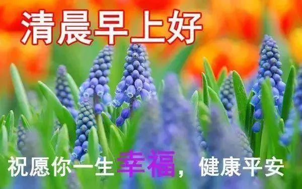 2021牛年清晨问候图片,2021年牛年问候图片 2021牛年微信群发早晨问候早安祝福语动态图,早上好唯美图片祝福语