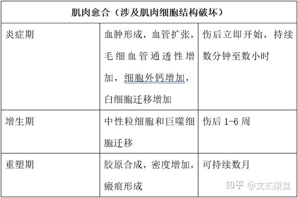 组织创伤后的愈合分期