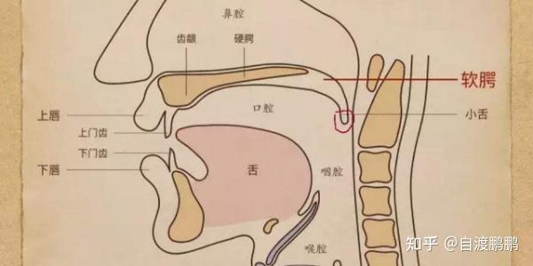 提打挺松难点:如何正确的挺软腭?