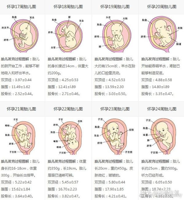 怀胎十月-每周胎儿发育过程图
