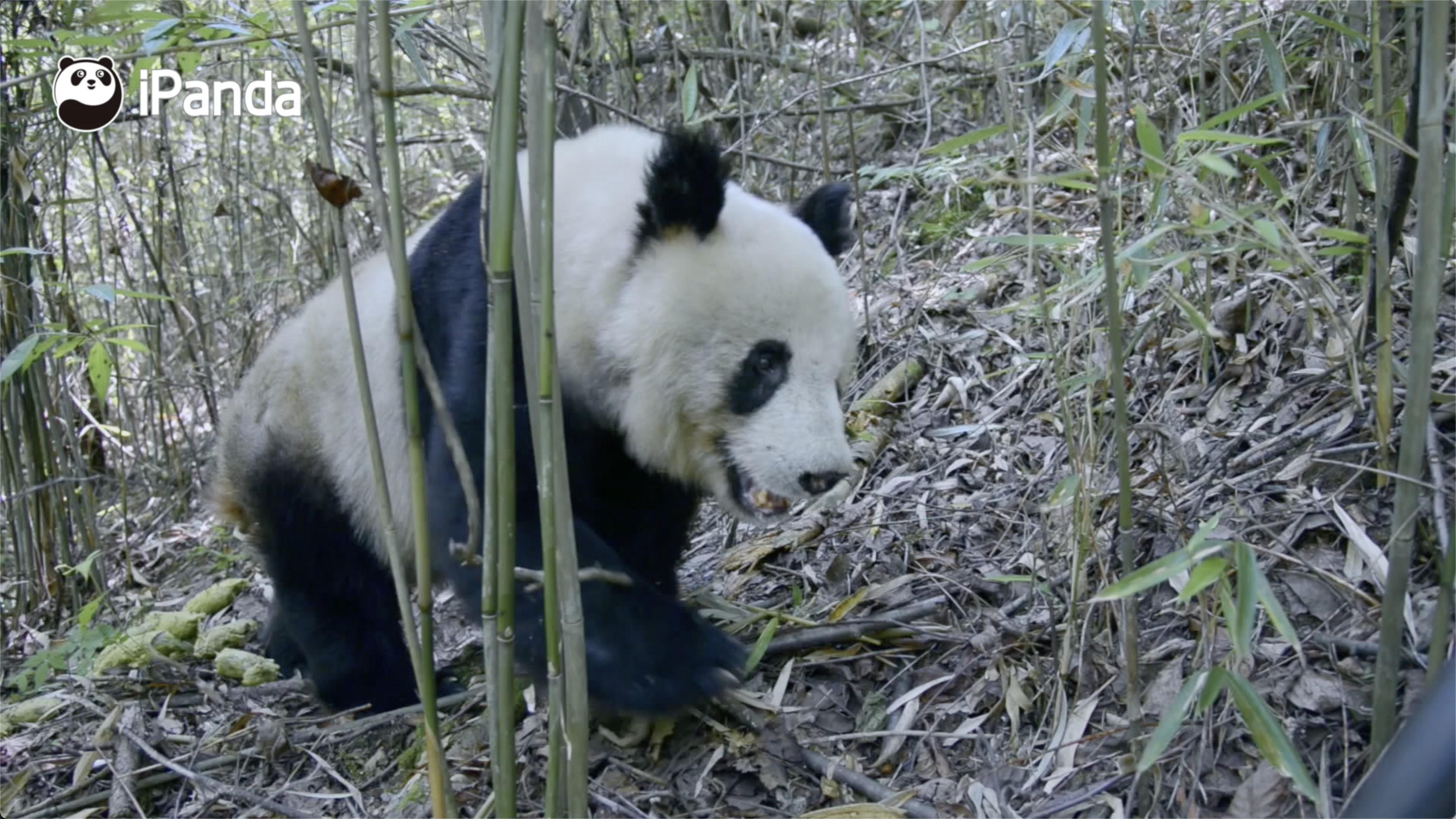 大熊猫野外种群数量达到1800多只受威胁程度等级由濒危降为易危我国为