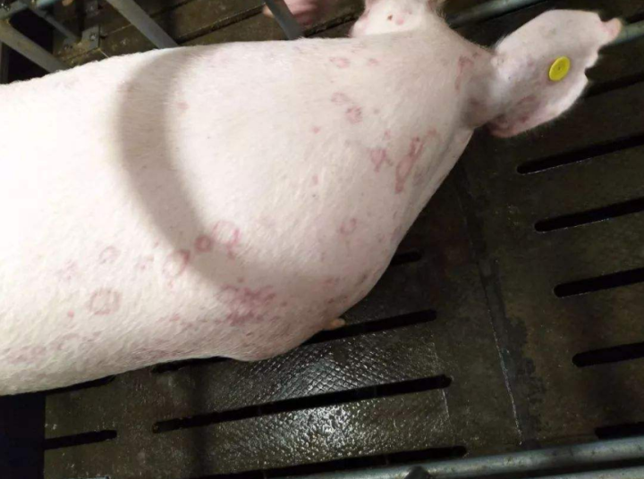 什么病会引起猪皮肤起红斑?猪皮肤起红斑防治方法
