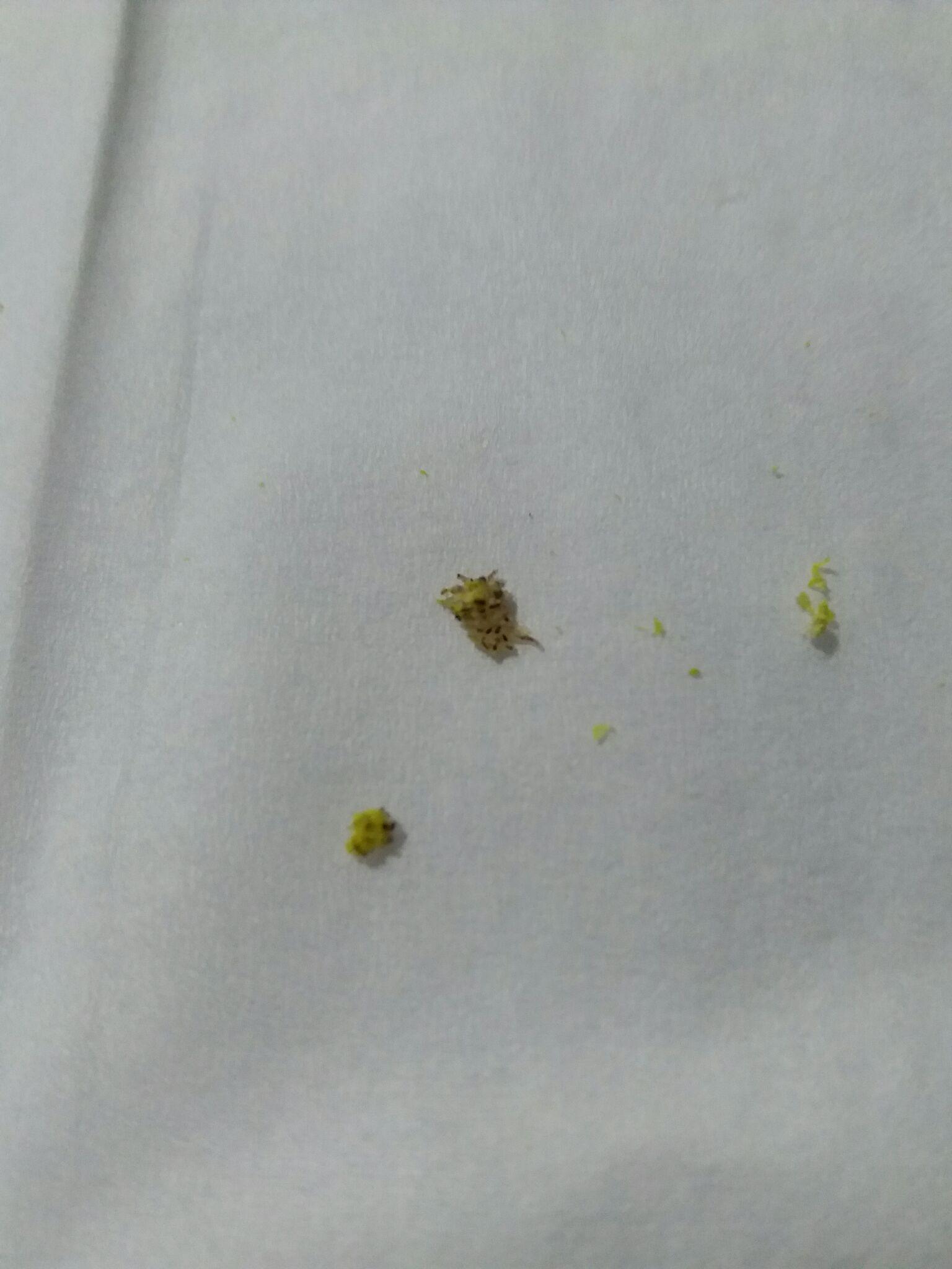 今年(2016年)三月份长的,到现在十一月份,应该是好了,因为可恶的根