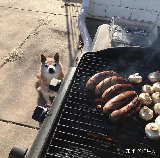 高龄柴柴居然因为一张表情包走红了