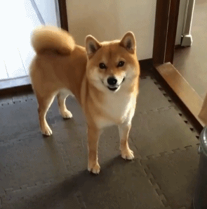 狗狗向你表达爱意的10个小动作,你接收到了几个?