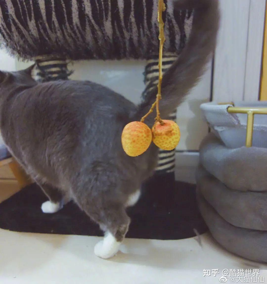 猫咪假蛋蛋创意赏析千奇百怪的猫蛋