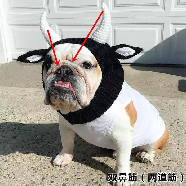 萌宠斗牛犬和巴哥犬的鼻筋是什么意思?什么是鼻筋?