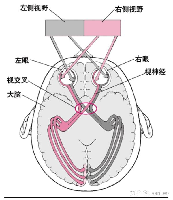 视神经有一半是交叉,一半不交叉.和裂脑人现象有冲突吗?