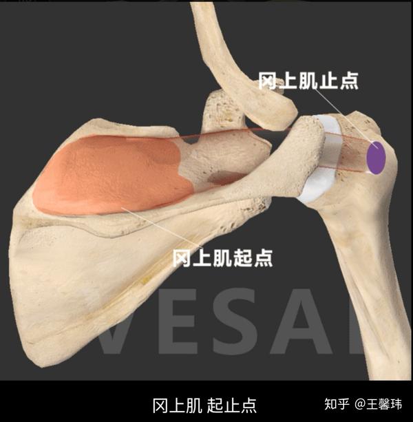 冈上肌在收缩时使 肱骨外展,牵拉肩关节囊,并有使肱骨轻微 外旋的作用